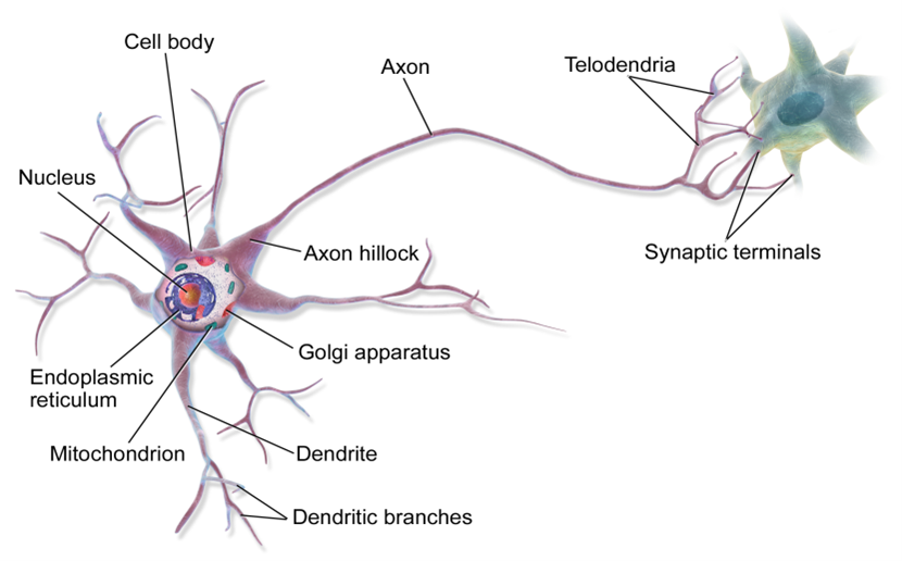 EFFECT OF EMP ON HUMAN NEURAL NETWORK – PM